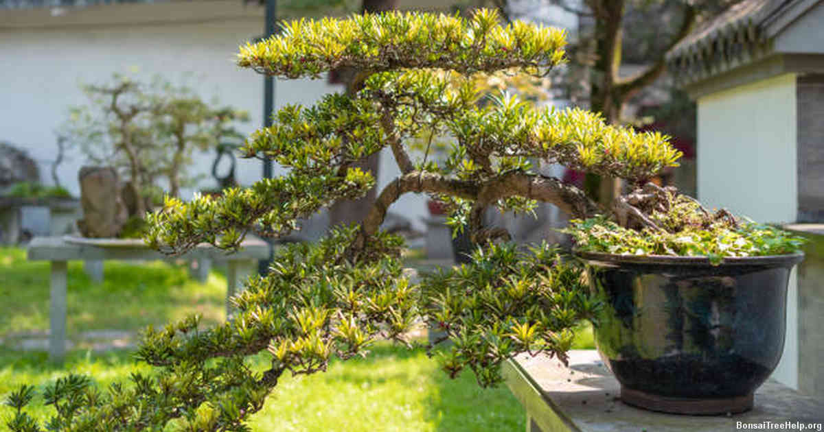 How do I grow my own bonsai?