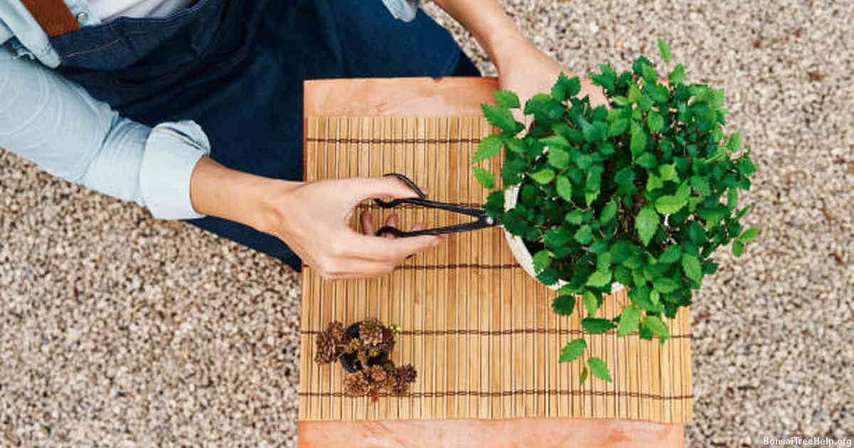 How do I keep my bonsai alive?