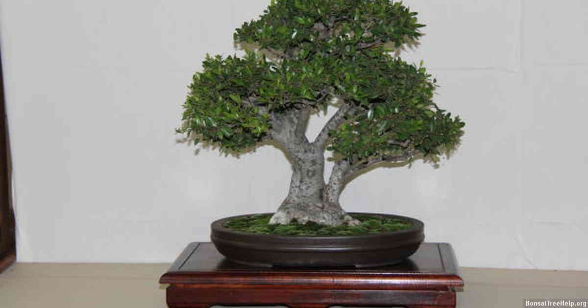 How do I make a Bonsai tree from branches?