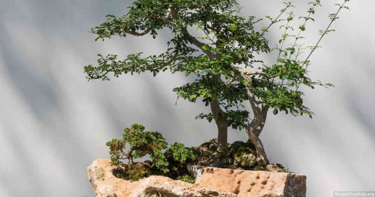 How do I make a litchi bonsai?