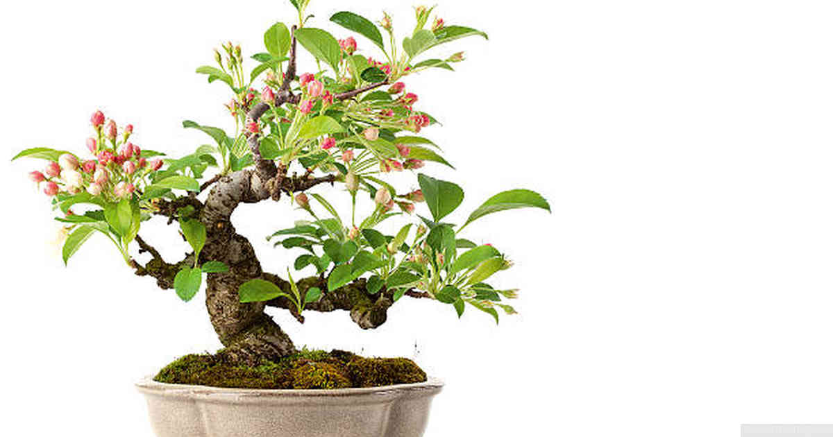 How do I make muck for bonsai?