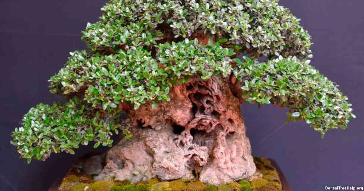 How do I photograph a bonsai?