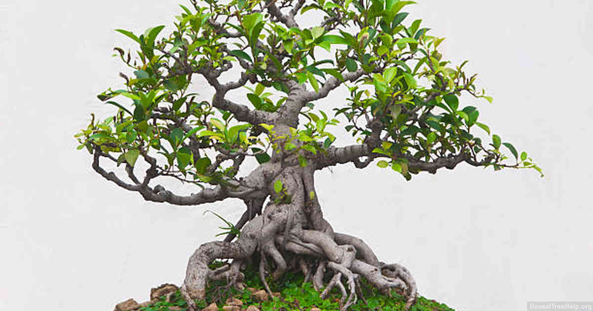 How do I plant a bonsai at home?