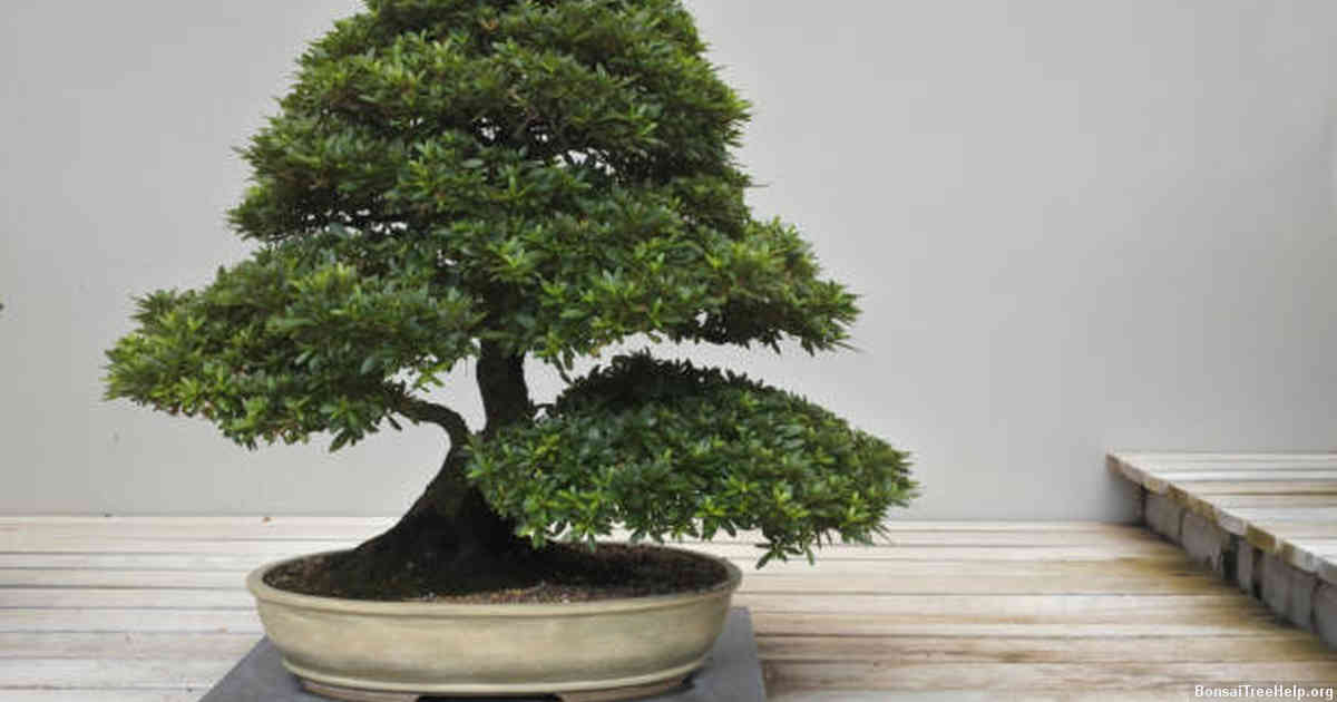 How do I plant a bonsai on a slab?