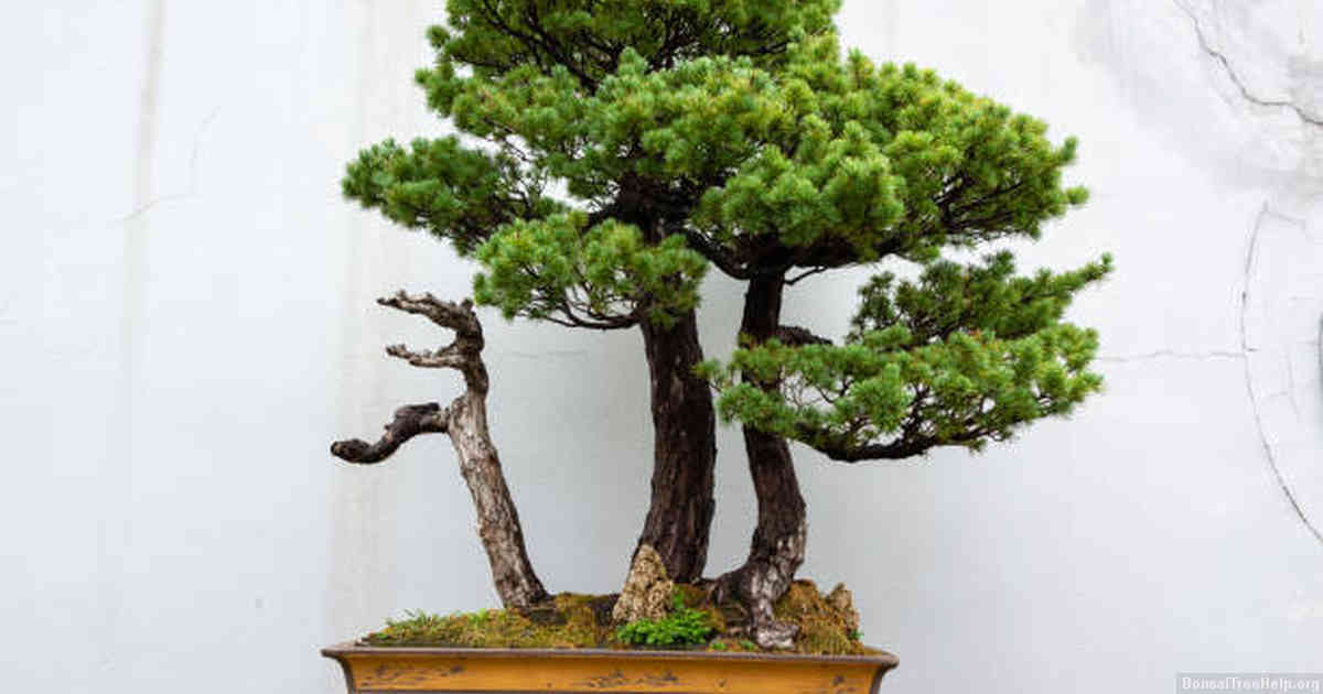 How do I pre-bonsai?