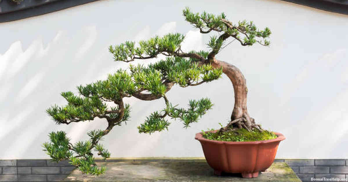 How do I preserve a bonsai?