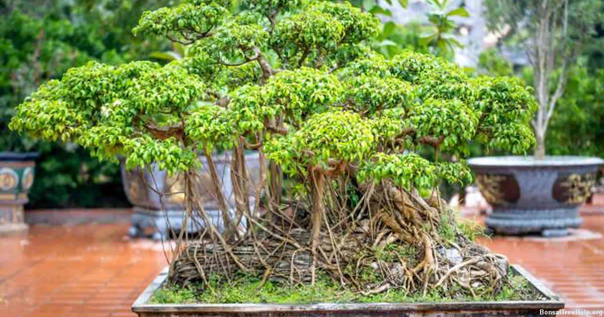 How do I shape a bonsai tree?
