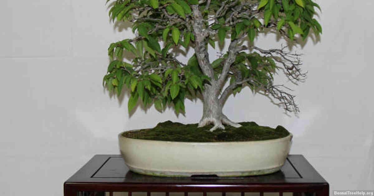 How do I start a bougainvillea bonsai?
