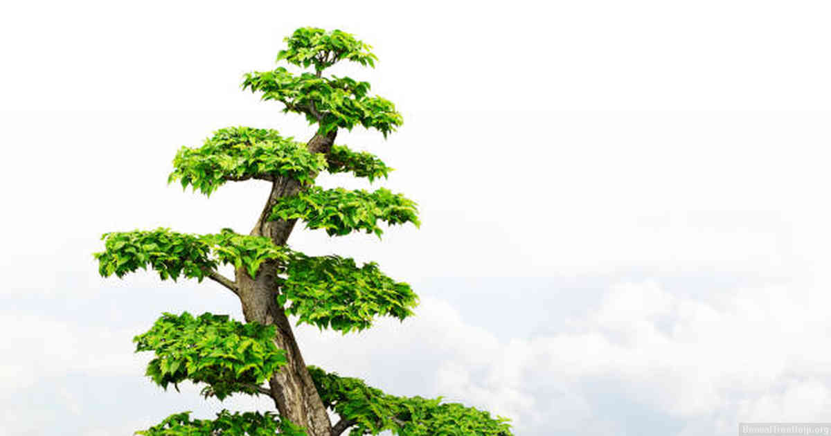 How do I style a bonsai tree?