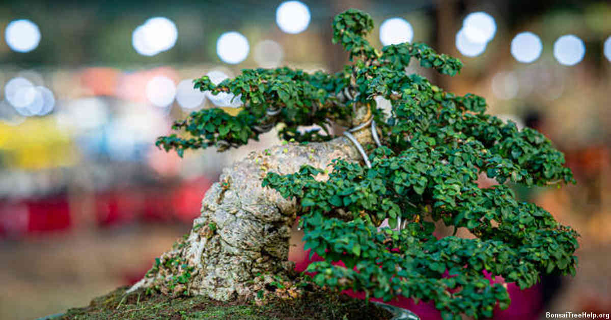 How do I train a grapevine to grow like a bonsai?