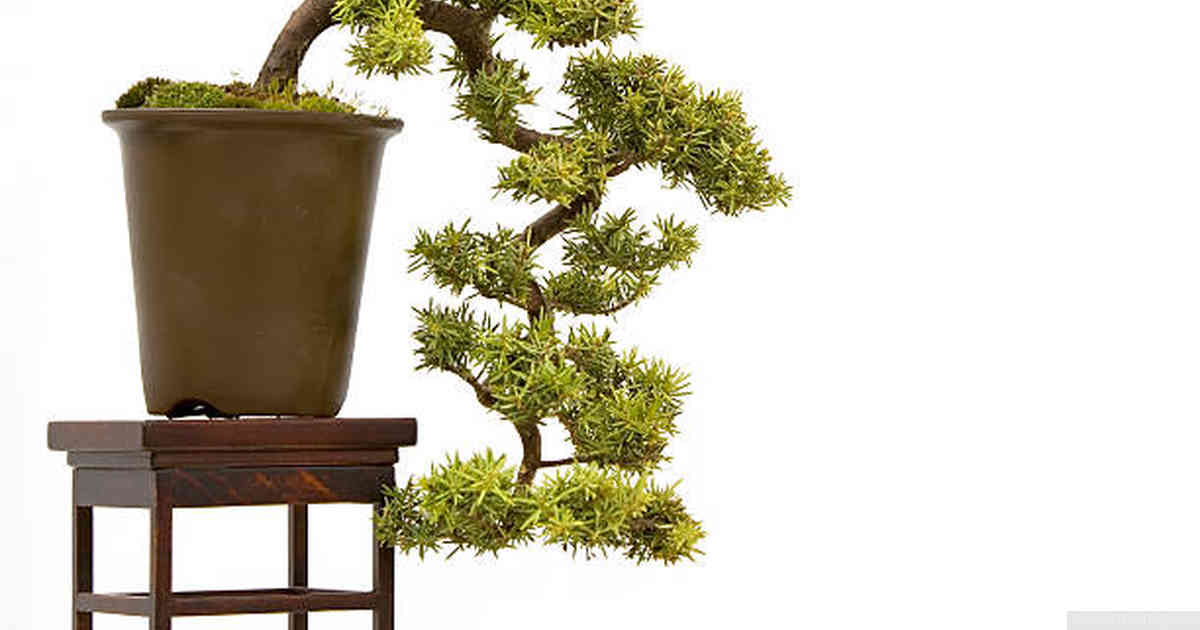 How do I train bonsai plants?