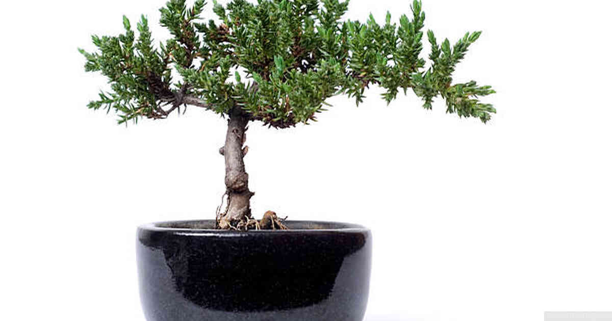 How do I trim a pine tree for bonsai?