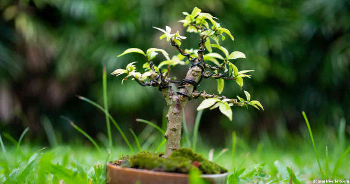 How do I use a bonsai branch bender?