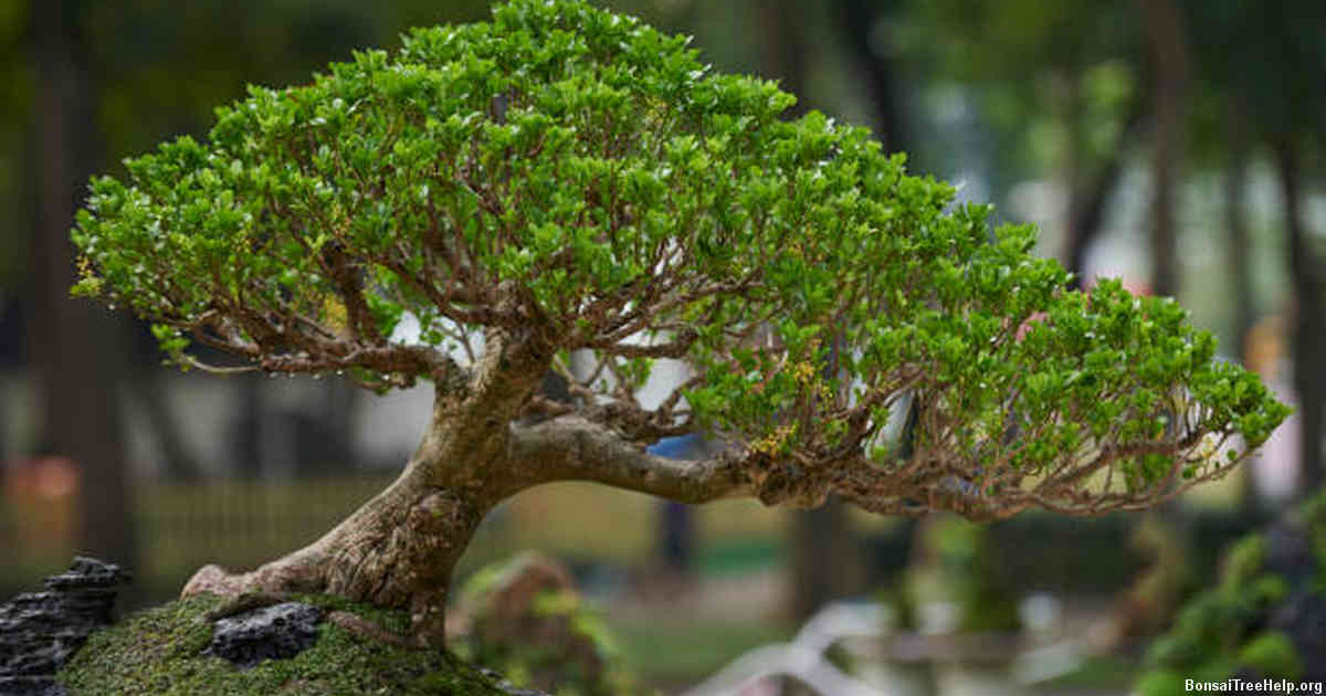 How do I use cut paste bonsai?