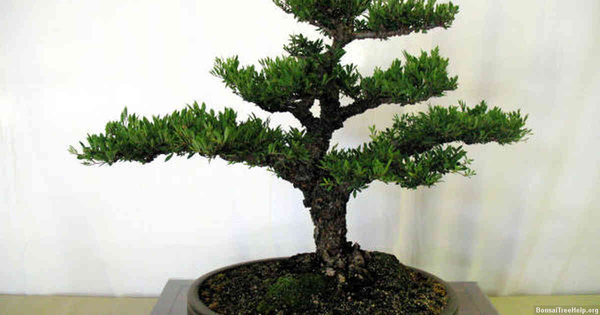 How do people make bonsai driftwood?
