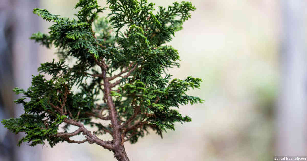 How do you keep a bonsai oak alive?