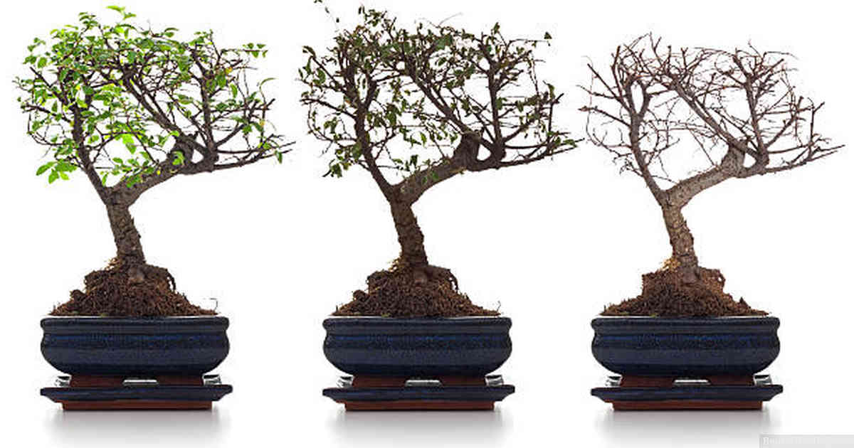 How do you make Bonsai trees?