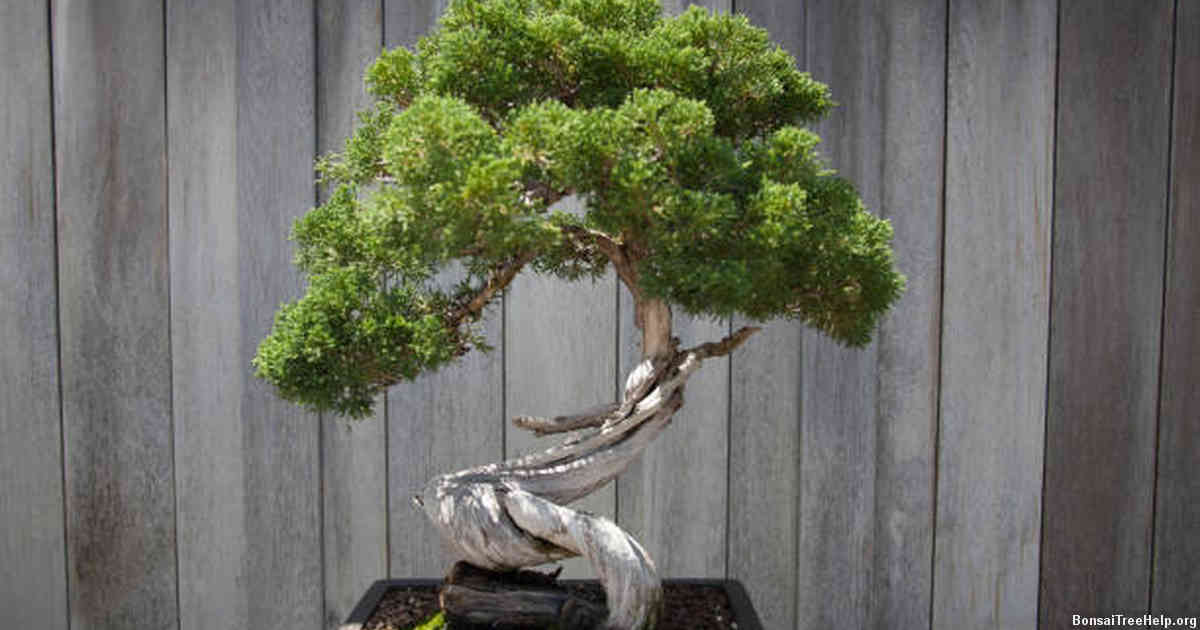 How do you water a bonsai tree?