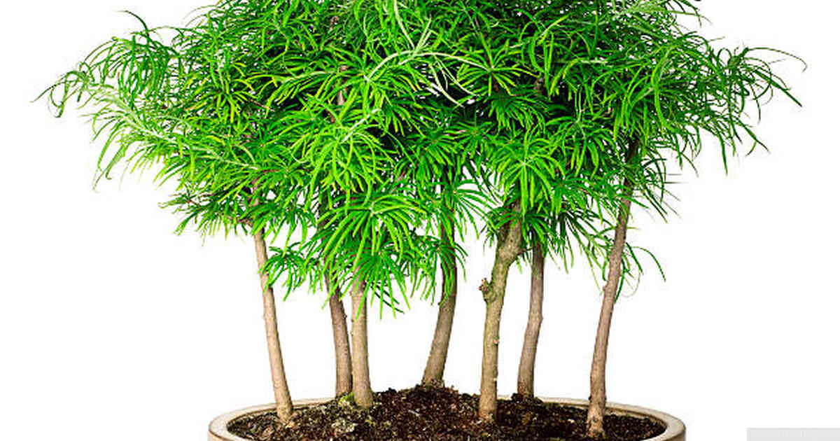 How often should I fertilize my bonsai?