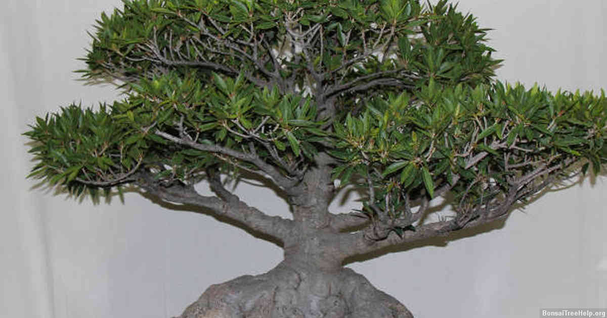 How tall should a bonsai tree be?