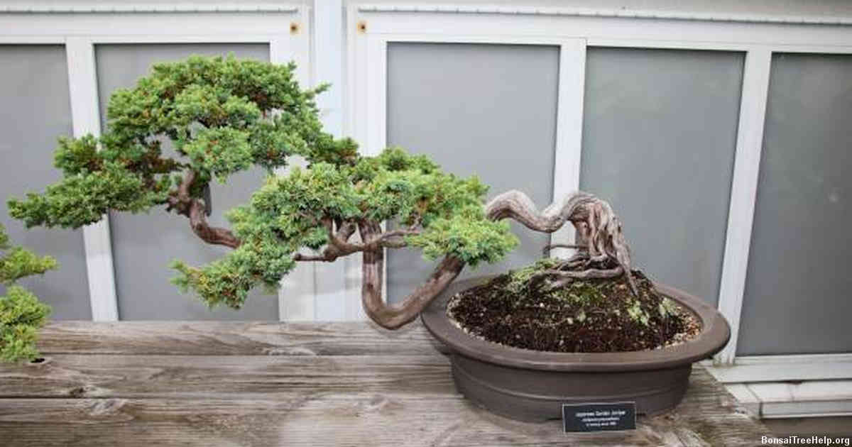 How to accelerate bonsai seed growth