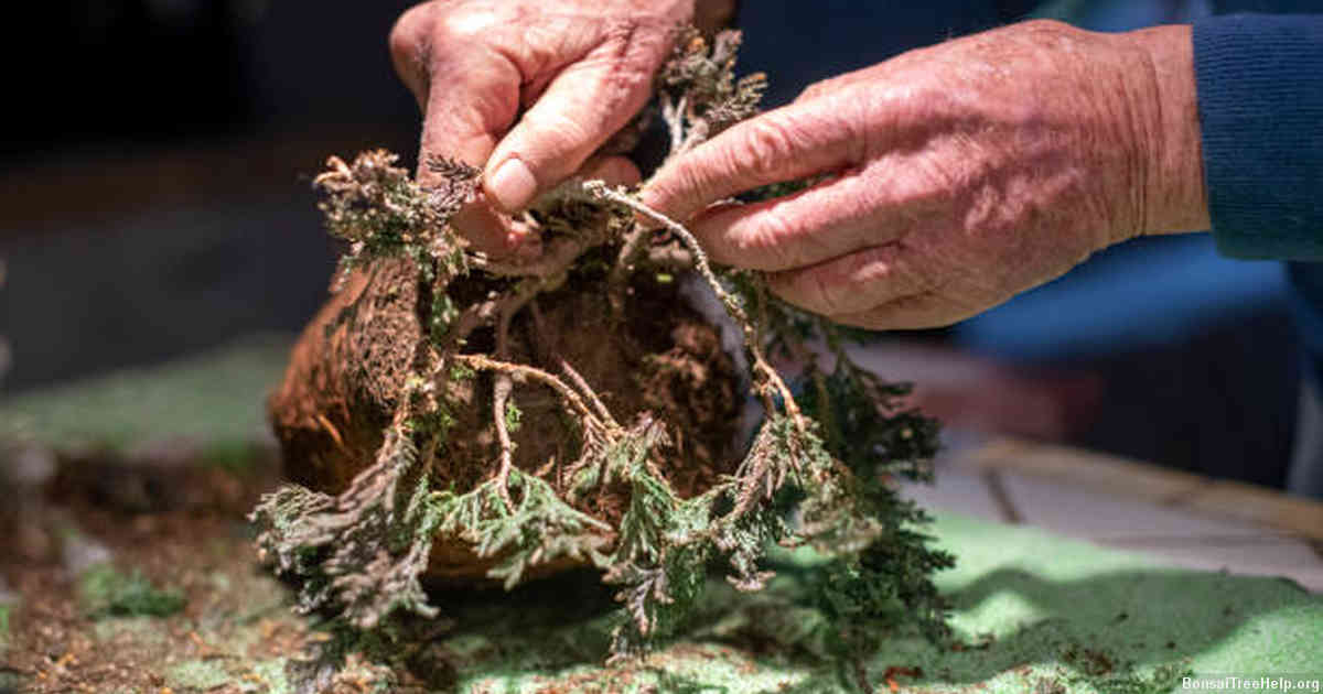 How to Apply Fertilizer Properly to Your Bonsai Tree