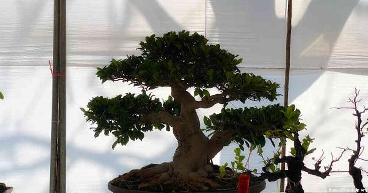 How to Choose the Best Supplier of Live Bonsai Trees