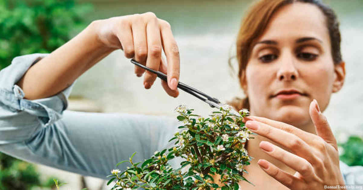 How to Choose the Right Fertilizer for Your Bonsai