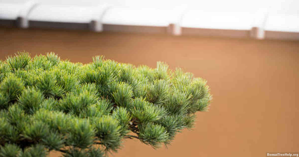 How to Choose the Right Species of Bonsai for Indoor Cultivation