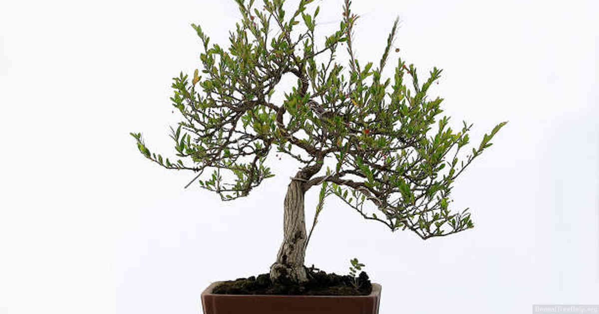 How to Ensure Sustainability in the World of Bonsai