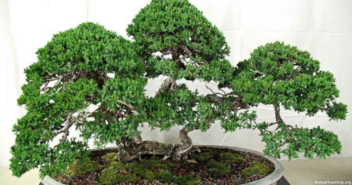 How to Identify When Your Ficus Bonsai Needs Pruning