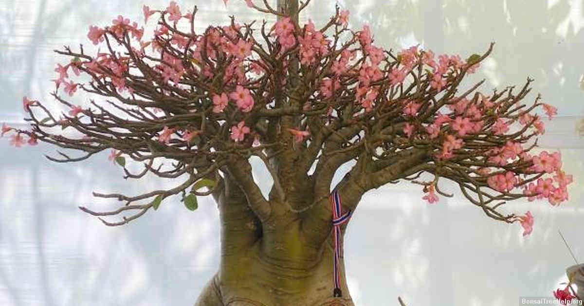 How to Maintain the Shape of Your Bonsai Over Time?
