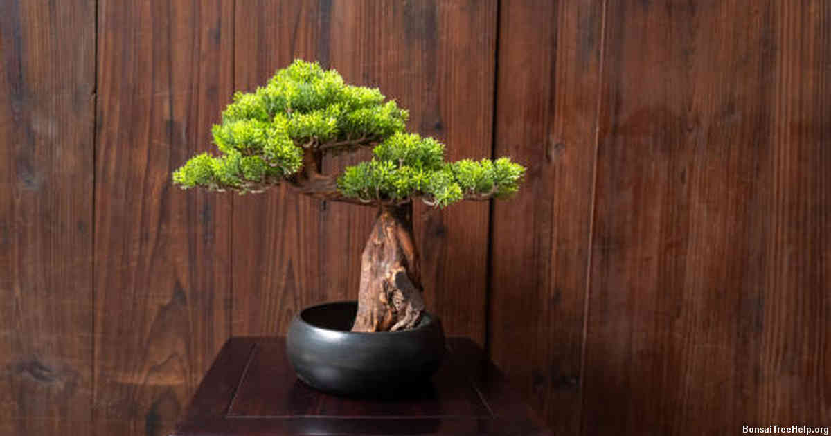 How to Properly Remove and Repot Your Bonsai Tree