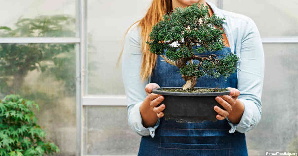 How to Properly Remove Your Bonsai Ficus from Its Old Pot