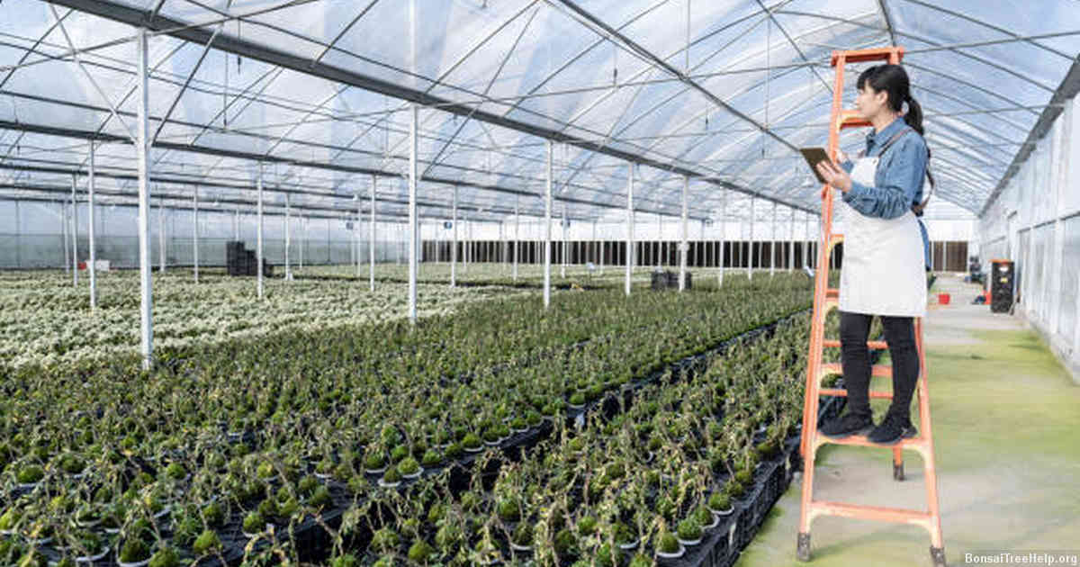 Ideal Growing Environment for Red Cedar Bonsai Seedlings