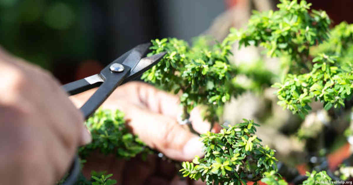 Identifying Signs for Repotting Your Bonsai