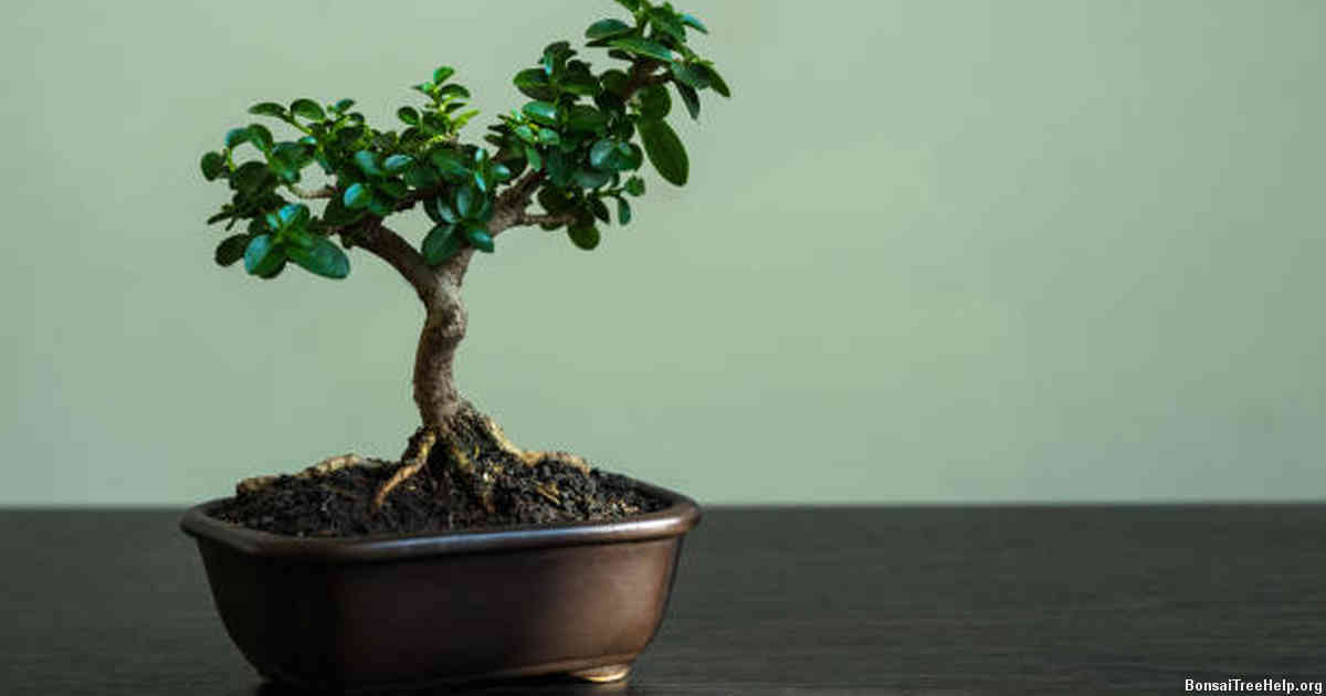 Identifying Signs of Dehydration and Overwatering in Your Bonsai
