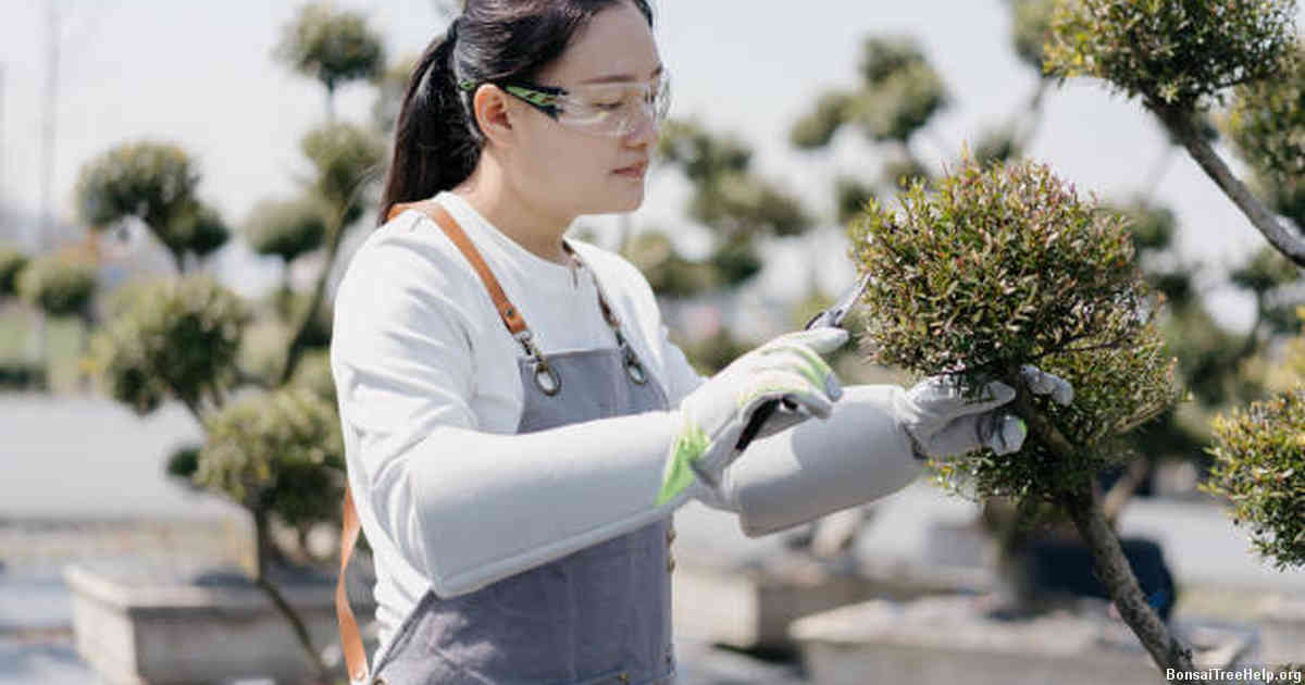 Identifying Signs That Tell Your Bonsai Needs Pruning
