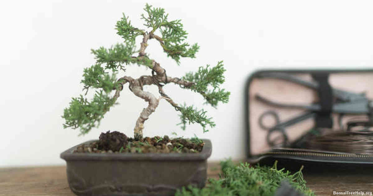 Identifying the Best Time to Prune your Bonsai Carmona