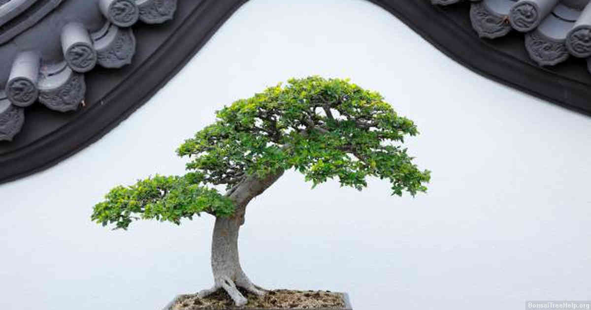 Identifying the Cause of Bonsai Tree Death