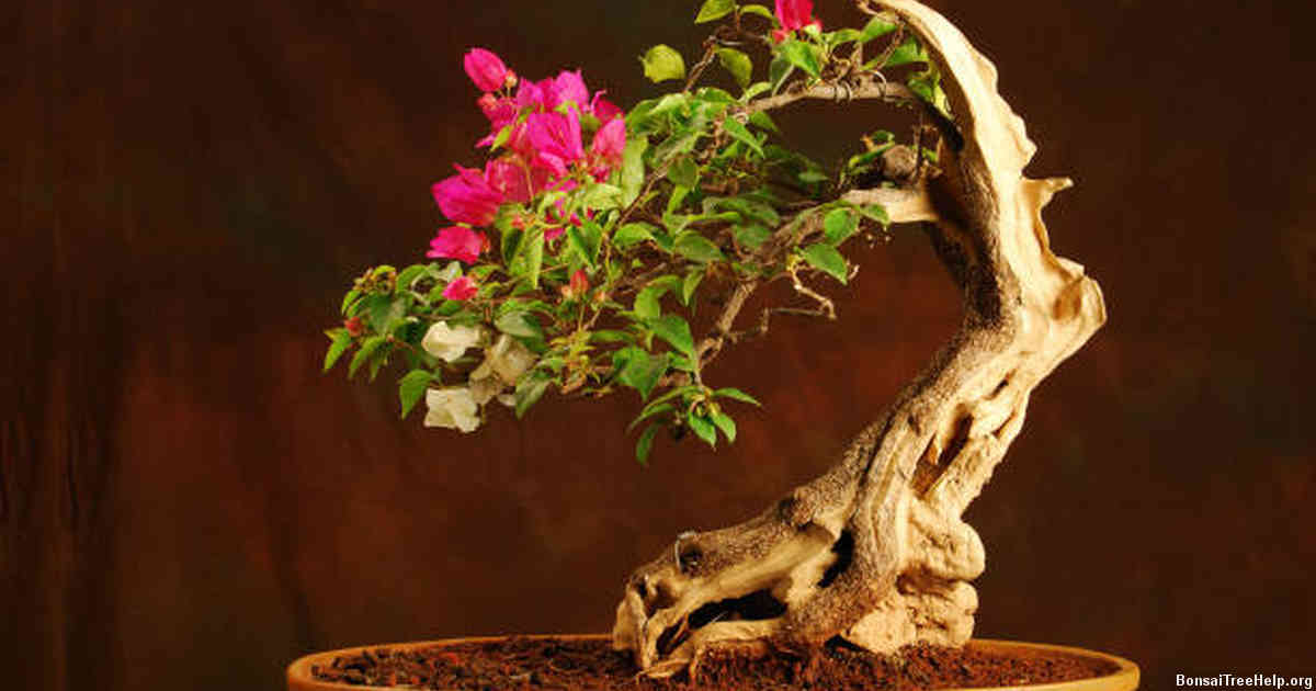 Identifying the Cause of Dry Leaves in Bonsai Trees