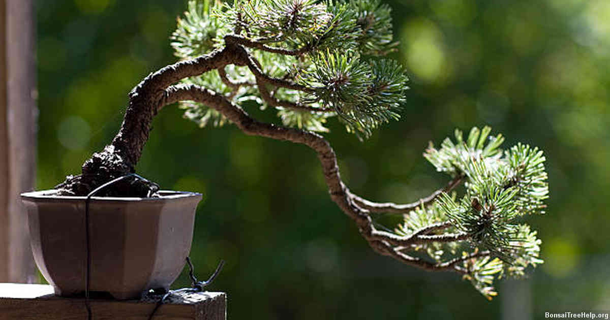 Identifying the problem: Understanding why your bonsai is dying
