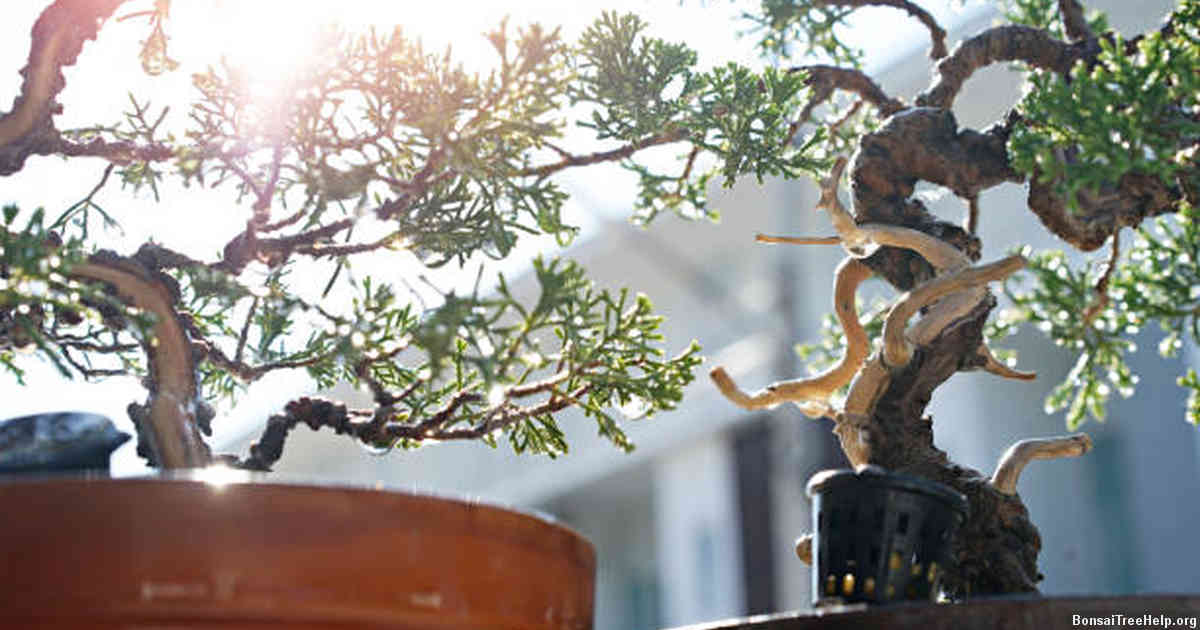 Indoor Environment vs Outdoor Habitat for Juniper Bonsai