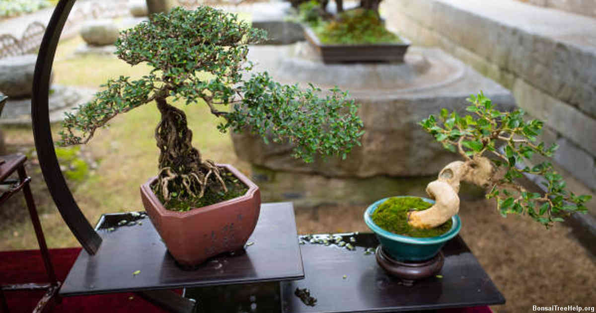 Ingredients used in Lee’s bonsai sauce