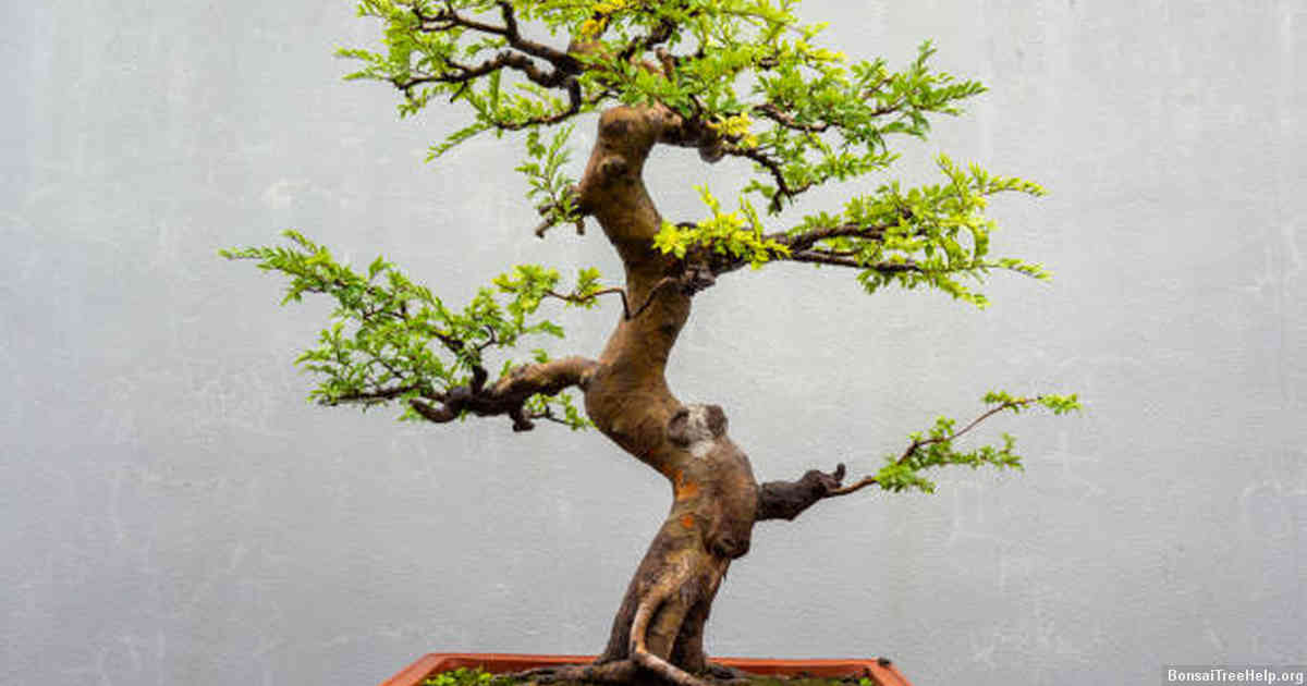 Initial Precautions When Caring for Your Bonsai Plant