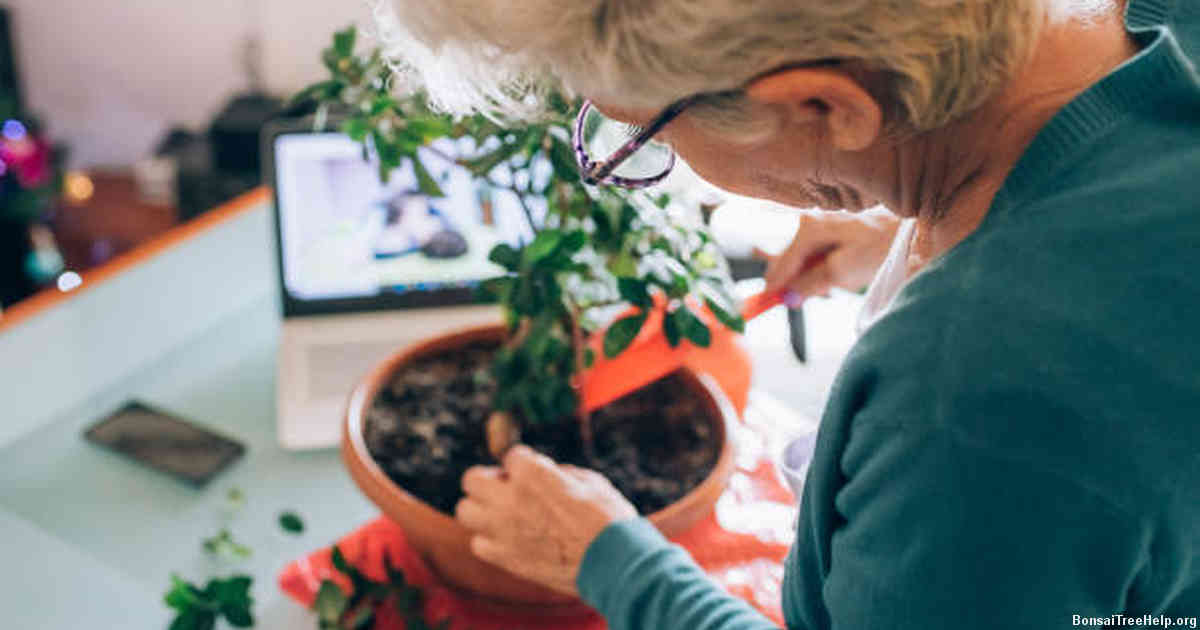 Intensive Care Measures for ailing Bonsai trees