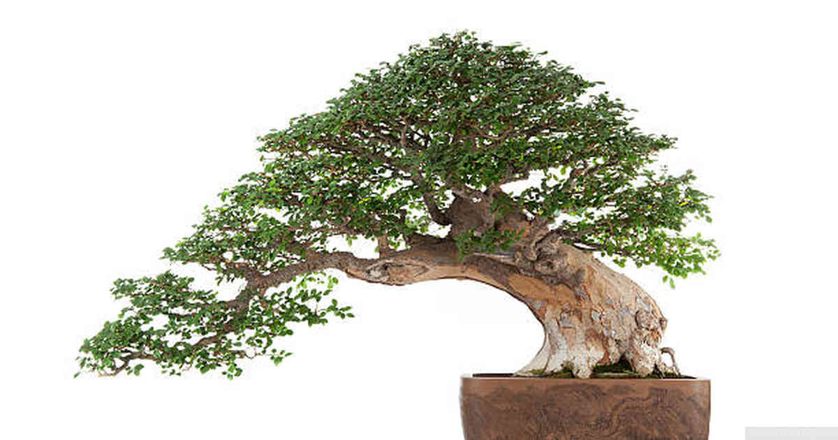 Is a bonsai tree real?