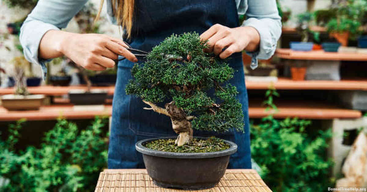 Joining a local bonsai enthusiasts group or club