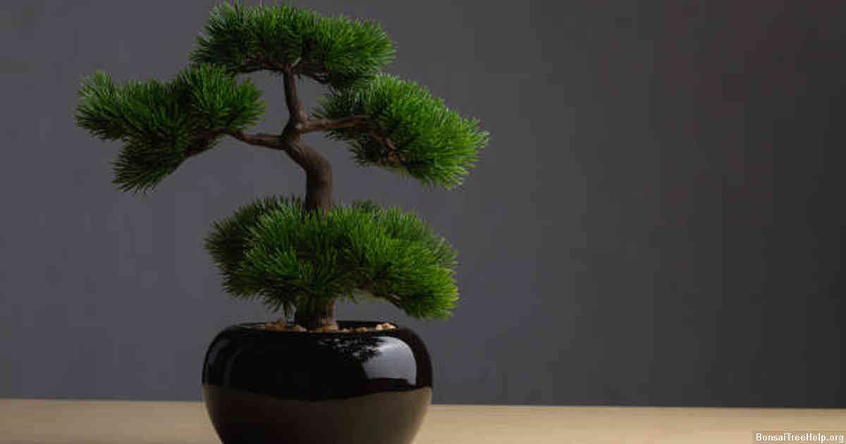 Keeping bonsai tools clean and well-maintained