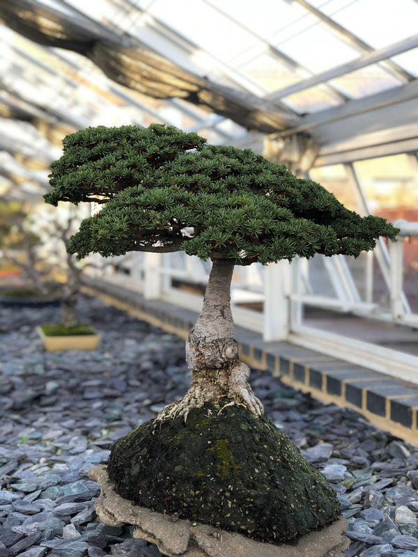 Light and Temperature Requirements for Juniper Bonsai in Indoor Settings